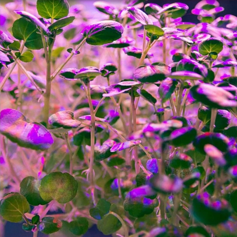 Лампа светодиодная для растений Leek LE FITO LE010514-0002, 12W, E27, красно-синий спектр