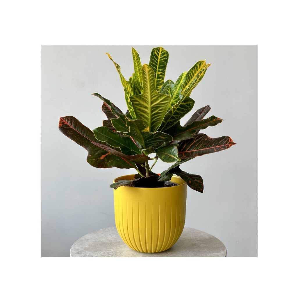 Горшок Альфа Медовый, с вкладкой, объем 2.9 л, 17х16 мм, полипропилен