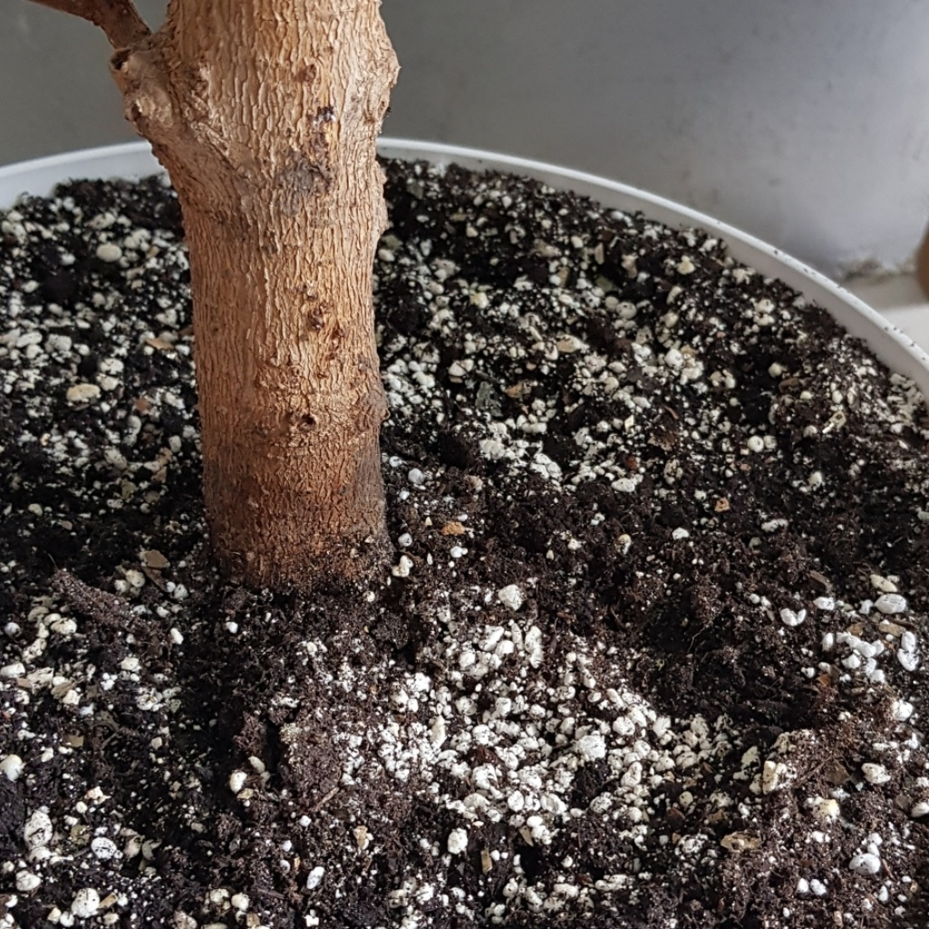 Смесь Вермикулит и Перлит, Рецепты Дедушки Никиты 6969146, субстрат, 5 л