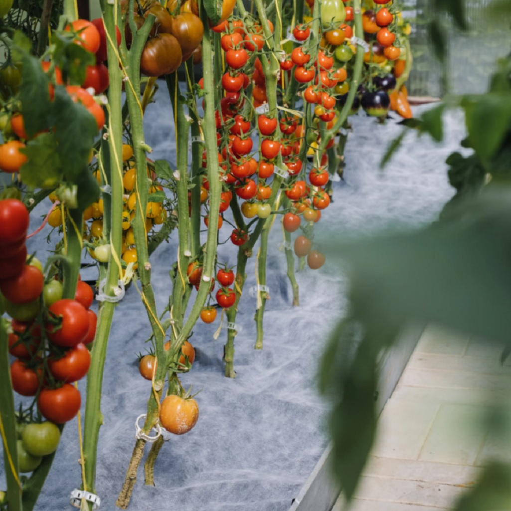 Мульча бело-черная Агротекс 32.01.57.01.24.080.0005.1, 80 г/кв.м, 1.6х5 м, защита от перегрева и сорняков