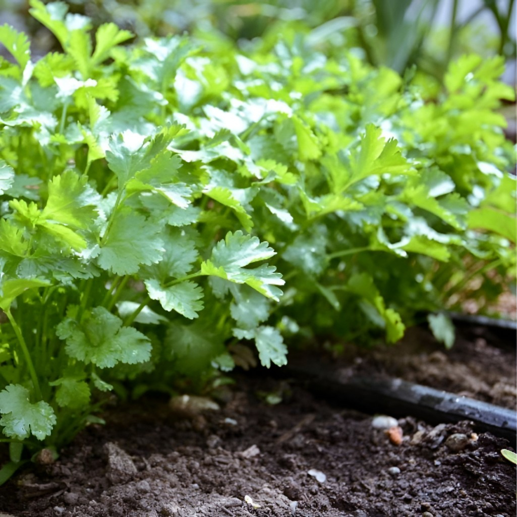 Семена Кориандр Карибе, среднеспелый, однолетний, Агроуспех, 5 г