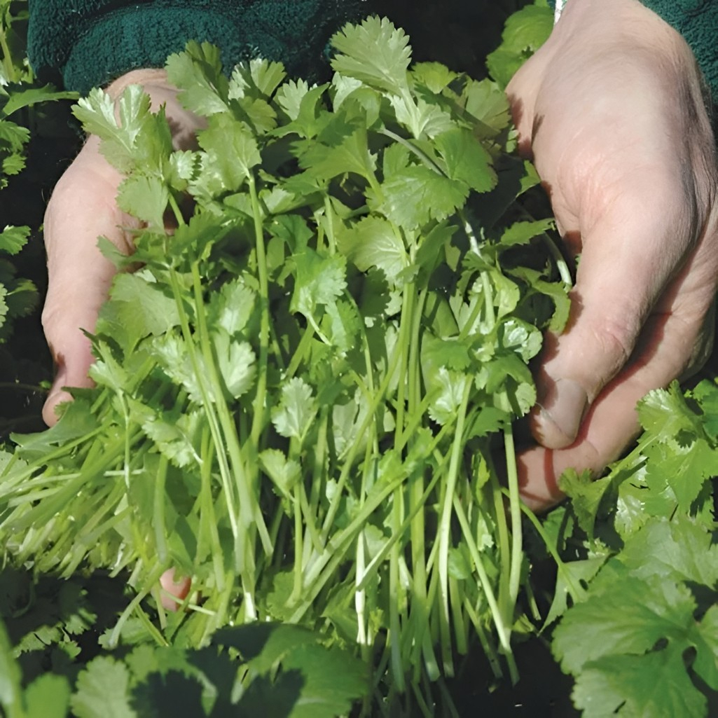 Семена Кориандр Карибе, среднеспелый, однолетний, Агроуспех, 5 г