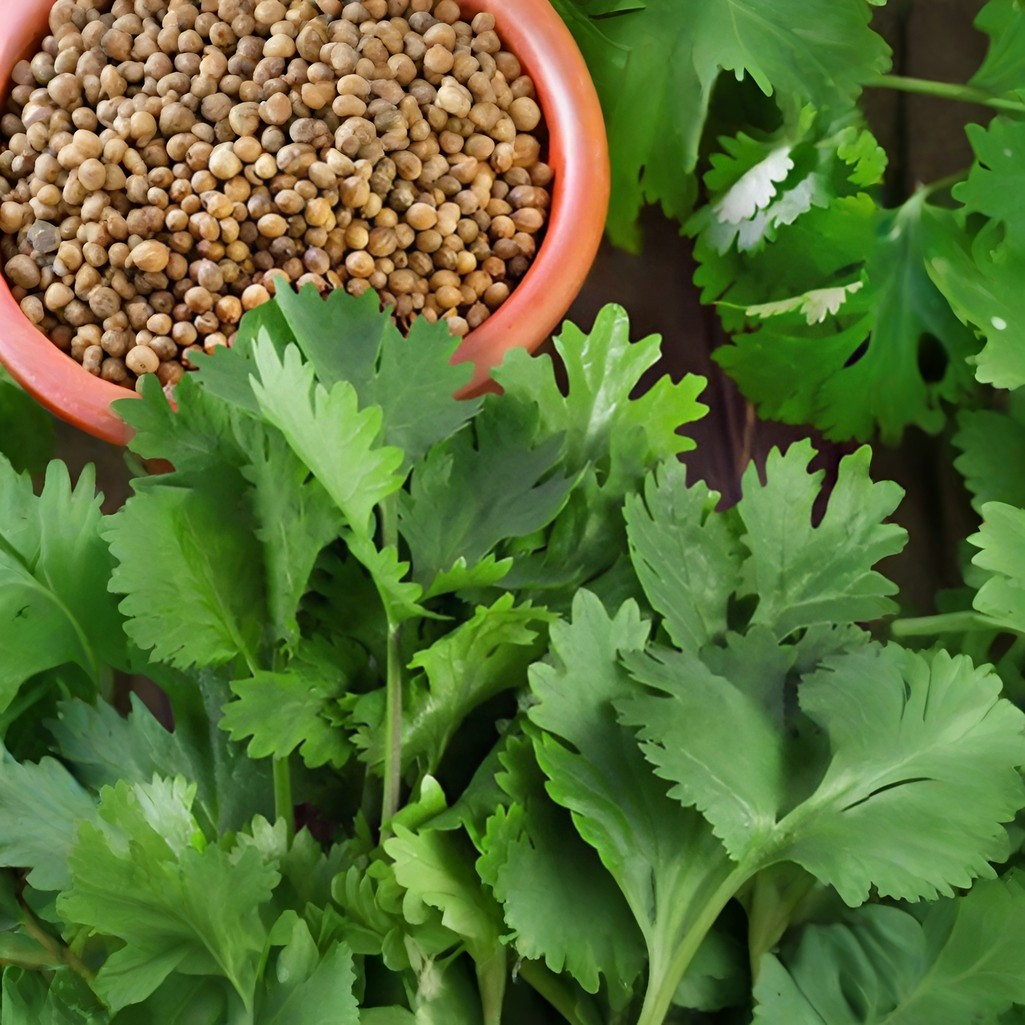 Семена Кориандр Карибе, среднеспелый, однолетний, Агроуспех, 5 г