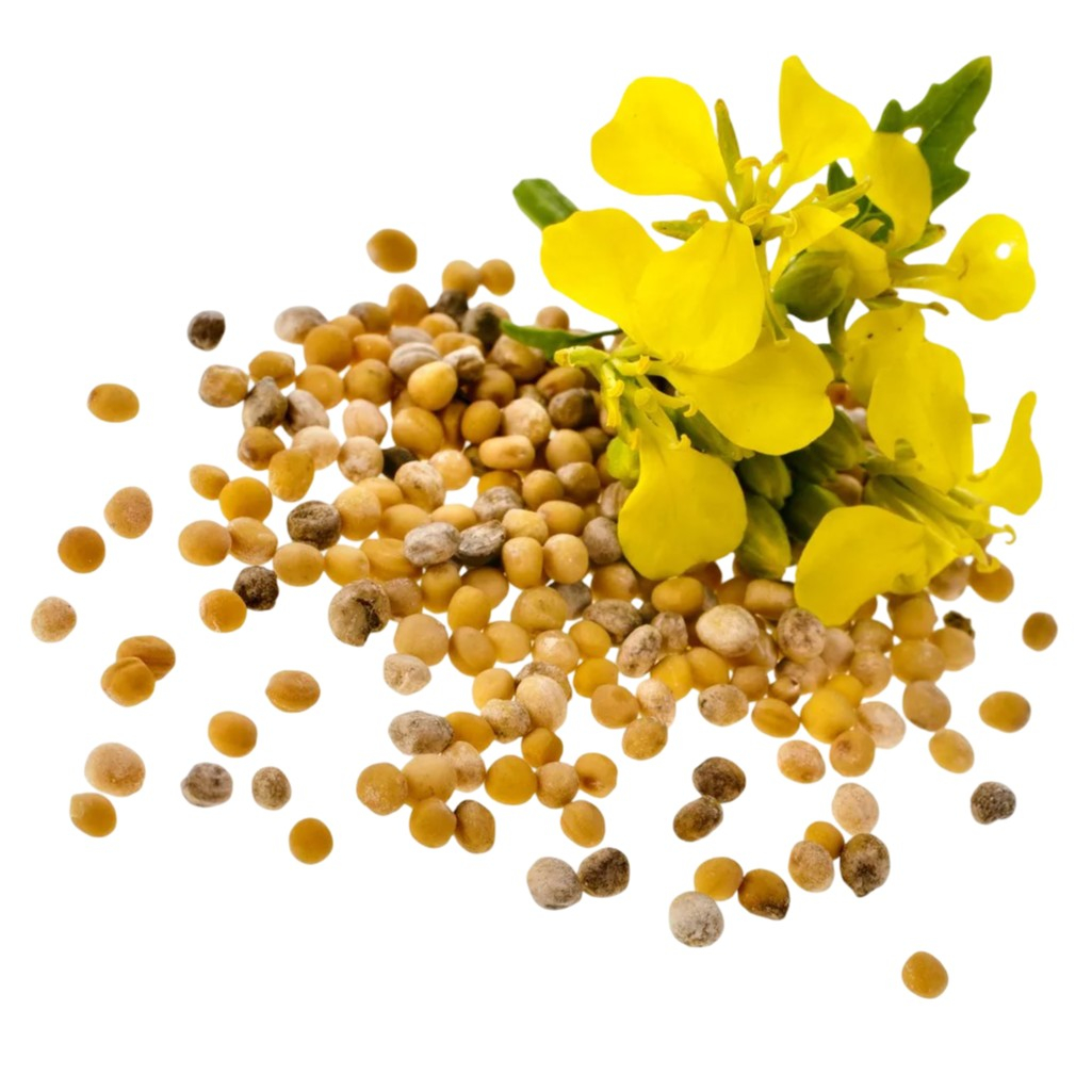 Горчица белая, семена Гера зеленое удобрение сидерат, для плодородия почвы, 0.8 кг