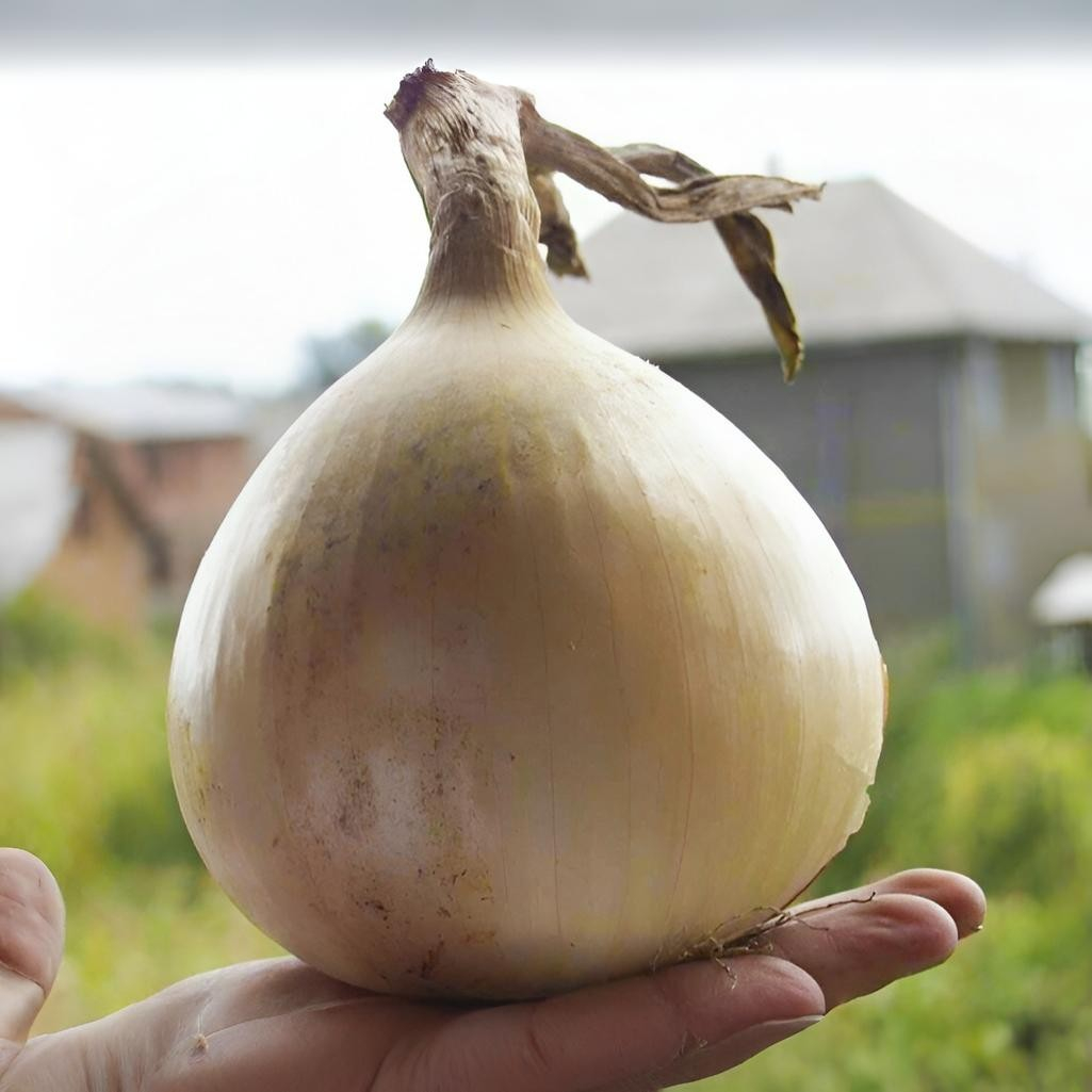 Семена лук репчатый Эксибишен, Тимирязевский питомник, 0.3 г