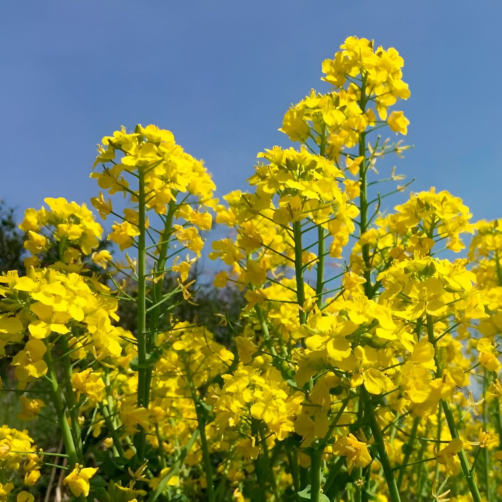 Семена горчицы Зеленый Уголок, сидерат, однолетник, для открытого грунта, 1 кг