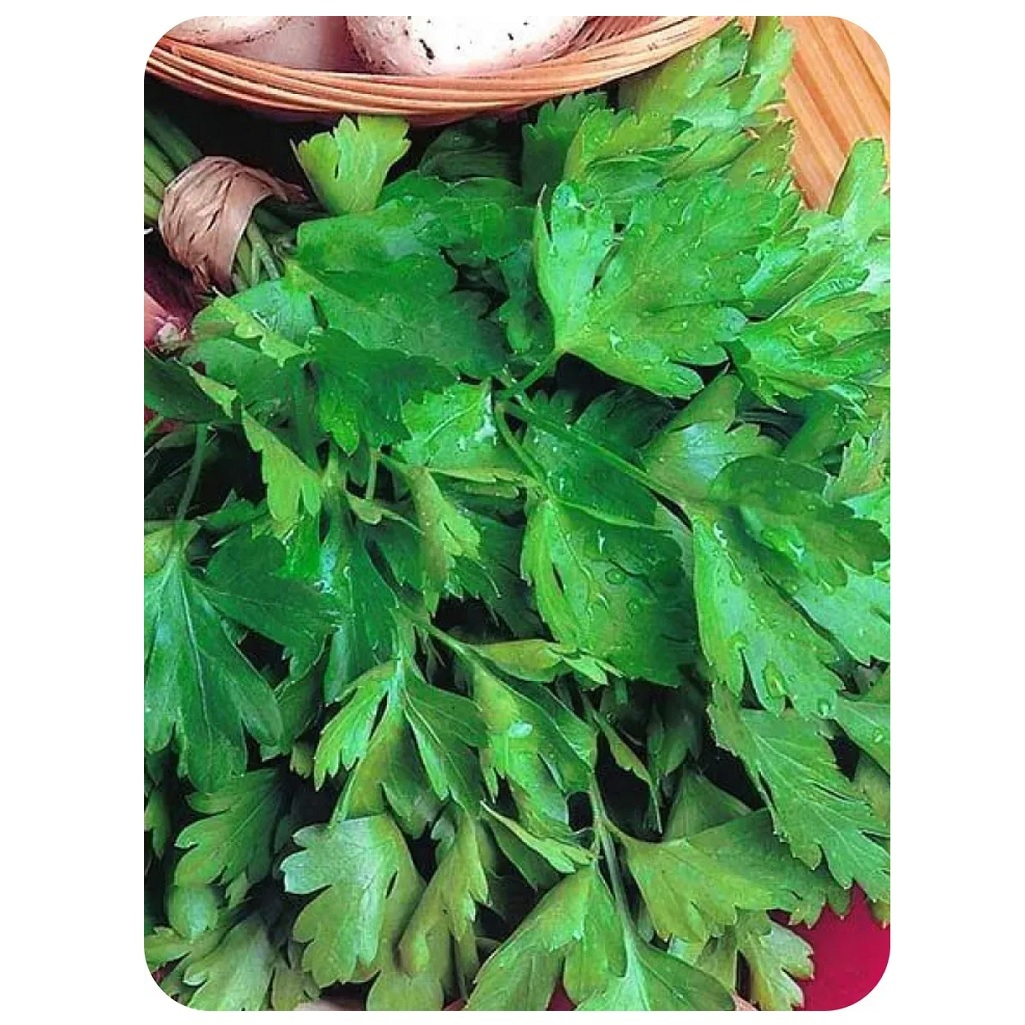 Петрушка листовая Гавриш, бутербродная, с аппетитным ароматом, 2 г