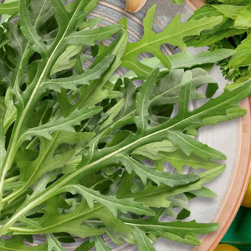 Семена Рукола Оливетта дикая Садовита Ц, раннеспелая, яркий вкус и аромат, богата витаминами, 0.3 гр