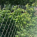 Сетка рабица 1800 мм, ячейка 55x55 мм, d 1.6 мм, рулон 10 м, оцинкованная, серебристый цвет