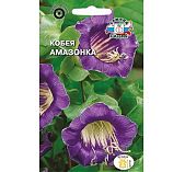 Кобея лазающая Амазонка фиолетовая Седек  