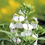 Семена Редька масличная Зеленый уголок 210563, сидерат, 0.5 кг