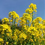 Семена горчицы Зеленый Уголок, сидерат, однолетник, для открытого грунта, 1 кг