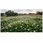 Семена Зеленый Уголок Клевер многолетний, сидерат, белый 0.25 кг