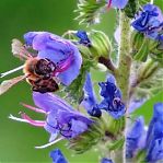 Синяк обыкновенный, семена Агро Исеть сидерат, медонос, фитосанитар 0.5 кг