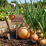 Лук репчатый Аэлита Ц Эксибишен, сладкий, крупноплодный, среднепоздний