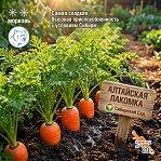 Морковь Сибирский Сад Алтайская Лакомка, самая сладкая, корнеплод до 20 см