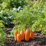 Морковь Уральский Дачник Санькина любовь Марс, крупные, ровные, сладкие корнеплоды, 20 г