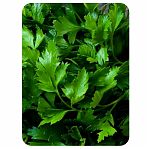 Петрушка листовая Гавриш, бутербродная, с аппетитным ароматом, 2 г