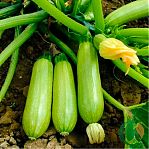 Семена Кабачок Искандер Садовита, раннеспелый, гибрид F1, в упаковке 5 семян