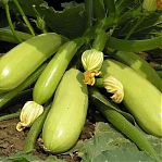 Семена Кабачок Искандер Садовита, раннеспелый, гибрид F1, в упаковке 5 семян