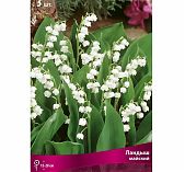 Корень ландыша майского 3 шт, многолетний, засухоустойчивый, белый
