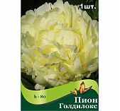 Корень пиона гибридного Голдилокс, травянистое, многолетнее, белое