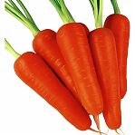 Семена Морковь Абако, раннеспелая, гибрид F1, Поиск, 0.5 гр