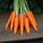 Семена Морковь Абако, раннеспелая, гибрид F1, Поиск, 0.5 гр