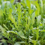 Семена Индау руккола Рокет, раннеспелая, однолетняя, Агроуспех 211051