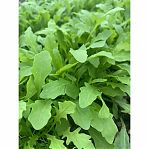 Семена Индау руккола Рокет, раннеспелая, однолетняя, Агроуспех 211051