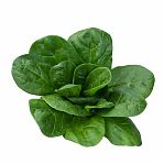 Семена Шпинат Виктория, скороспелый, однолетний, Агроуспех