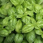 Семена Шпинат Виктория, скороспелый, однолетний, Агроуспех