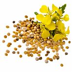 Горчица белая, семена Гера зеленое удобрение сидерат, для плодородия почвы, 0.8 кг