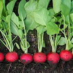 Семена Редис Селеста, раннеспелый, гибрид F1, однолетний, Агроуспех, 0.5 г