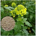 Горчица белая, семена Зеленый ковер сидерат, для обогащения почвы, 1 кг