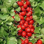 Семена Редис Селеста, раннеспелый, гибрид F1, однолетний, Агроуспех, 0.5 г