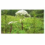 Гербицид Green Belt Грант 502580, от борщевика, экономичный расход, для всех стадий роста, 250 мл