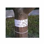 Ловчий пояс Злобный TED 5 м для защиты деревьев от садовых вредителей