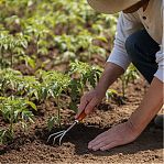 Рыхлитель Grinda 8-421143, нержавеющая сталь, деревянная ручка, 280 мм