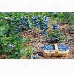 Грунт Terra Vita Живая земля  Хвойные полностью готовый среднекислый грунт, объем 50 л