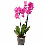 Набор компонентов для орхидей Рецепты Дедушки Никиты 4738873, субстрат, 5 л