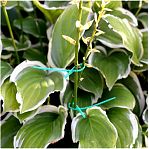 Набор подвязок для растений Мультидом VL83-232, в упаковке 50 штук