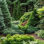 Грунт Минерал Агро Русская душа для хвойных универсальный, для подкормки и выращивания, 40 л