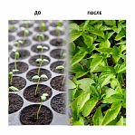 Удобрение Bona Forte Professional 2 действия, водорастворимое, с аминокислотами, для рассады, 100 г