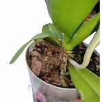 Биогрунт для Орхидей Гера, специализированный, с корой и торфом, 2.5 л